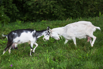 Fototapeta premium Two goats are bumping against each other. Competition. Confrontation.