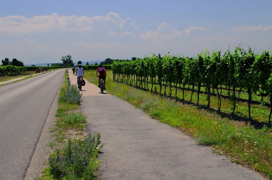 Cycle path facing Neusiedl lake along vineyards. Illmitz, Neusiedlersee, Austria