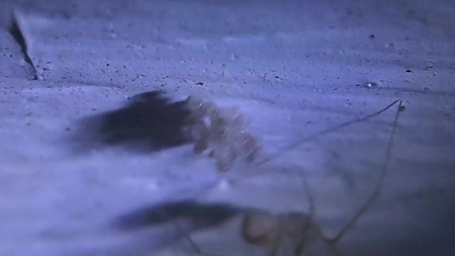 Mother cellar spider anchoring its hatching eggs 