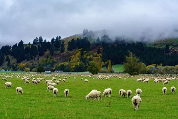 Tableaux ronds sur aluminium Nouvelle-Zélande Troupeau de moutons paissant dans le domaine avec des paysages de montagne brumeuse , île du Sud de la Nouvelle-Zélande