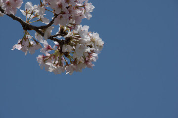 青空に垂れる桜