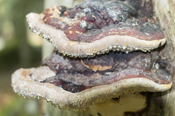 mushrooms grow at the trees