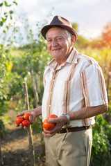 Senior man holding tomatoes. The elderly man grows tomatoes in his garden