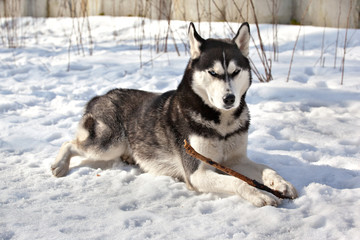 Dog breed Siberian Husky lying in the snow and gnaws a stick
