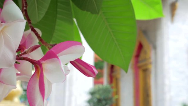 An ubosot in buddhist temple in thailand.