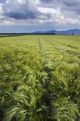 Fototapeta na wymiar Wheat field on stormy summer day.