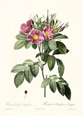 Old illustration of Carolina Rose (Rosa carolina). Created by P. R. Redoute, published on Les Roses, Imp. Firmin Didot, Paris, 1817-24