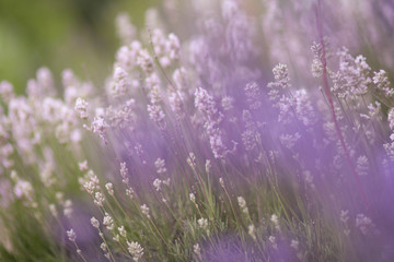Lavendel