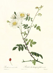 Old illustration of Field Rose (Rosa arvensis ovata). Created by P. R. Redoute, published on Les Roses, Imp. Firmin Didot, Paris, 1817-24