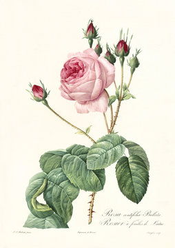 Old illustration of Lettuce Rose (Rosa centifolia bullata). Created by P. R. Redoute, published on Les Roses, Imp. Firmin Didot, Paris, 1817-24