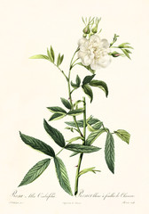 Old illustration of Rosa alba cimboefolia. Created by P. R. Redoute, published on Les Roses, Imp. Firmin Didot, Paris, 1817-24