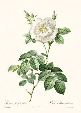 Old illustration of Rosa alba flore pleno. Created by P. R. Redoute, published on Les Roses, Imp. Firmin Didot, Paris, 1817-24