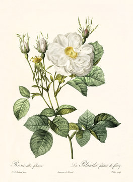 Old illustration of Rosa alba foliacea. Created by P. R. Redoute, published on Les Roses, Imp. Firmin Didot, Paris, 1817-24