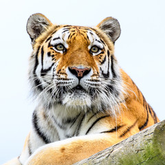 Siberian Tiger