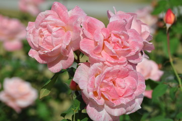 固まって咲くマパーキンス