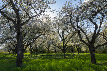 Blühende Kirschbäume (Prunus avium)