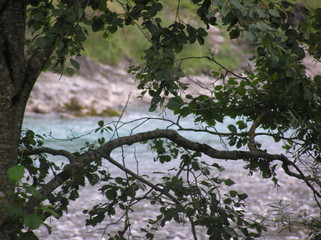 Baum mit grüne Blätter und unscharfen Wasserlauf im Hintergrund 