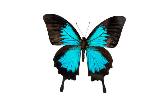 Tropical butterfly isolated