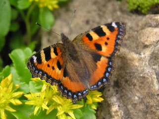 Schmetterling