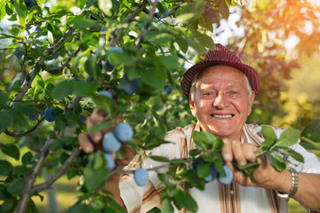 Senior man picking plums in an orchard