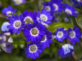 Obraz premium サイネイア