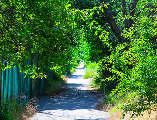 Small rural street with tall trees and grass in the morning sun. Beautiful village lane, branches with fresh leaves on a sunny spring or summer day. Peaceful village path.