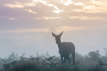 Silhouette of Red Deer (Cervus elaphus)  hind or female on a cold crisp morning on cloudy sunrise
