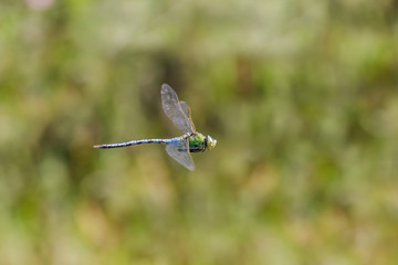 Male Emperor Dragonfly (Anax imperator) flying, in flight, hawking and patrolling its territory.