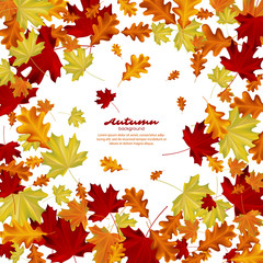 Autumn leaves on white background. Autumnal vector illustration.