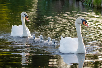 Mute Swan (Cygnus olor) adult and cute fluffy baby cygnets, swimming together on a sunny day