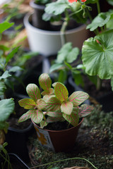 Fittonia home plant in flower pot rounded with home plants.