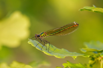 Closse up of green iridescent female Banded Demoiselle (Calopteryx splendens) perched on oak leaf