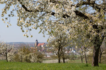 Blick auf Herrenberg während der Obstbaumblüte