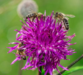 Bee collecting nectar from flower
