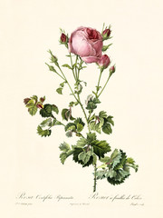Old illustration of Rosa centifolia bipinnata. Created by P. R. Redoute, published on Les Roses, Imp. Firmin Didot, Paris, 1817-24