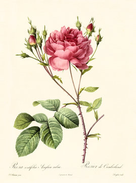 Old illustration of Rosa centifolia anglica rubra. Created by P. R. Redoute, published on Les Roses, Imp. Firmin Didot, Paris, 1817-24