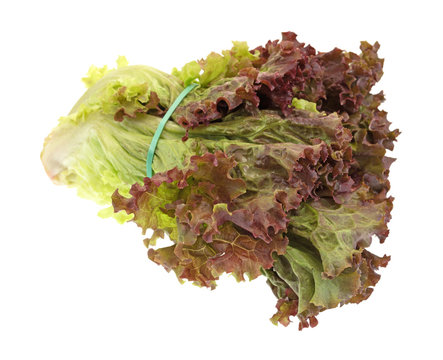 Red leaf lettuce with a rubber produce band isolated on a white background.