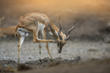 black buck (Antilope cervicapra)