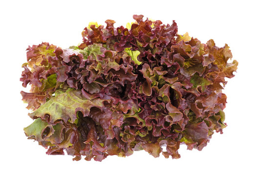 Front view of red leaf lettuce isolated on a white background.