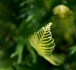 green leaf with blur background