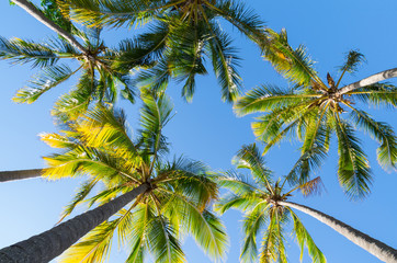 Looking up at palm trees