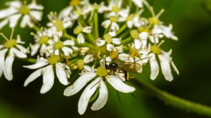 Close up of Cow Parsley B
