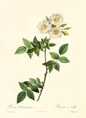 Old illustration of Rosa collina fastigiata. Created by P. R. Redoute, published on Les Roses, Imp. Firmin Didot, Paris, 1817-24