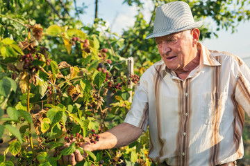 Senior man picking blackberries in an orchard