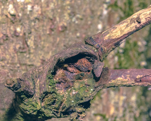 Close up of Tree Trunk Branch A