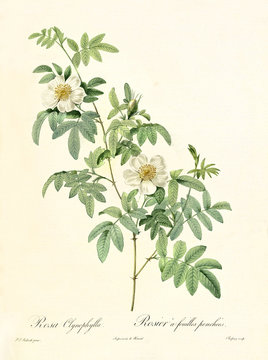 Old illustration of Rosa clinophylla. Created by P. R. Redoute, published on Les Roses, Imp. Firmin Didot, Paris, 1817-24