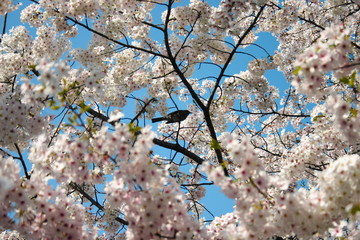 桜と鳥02