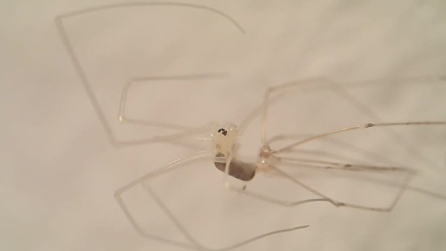 Young cellar spider moulting