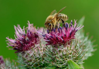 Bee collecting nectar from flower