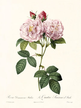Old illustration of Rosa damascena italica. Created by P. R. Redoute, published on Les Roses, Imp. Firmin Didot, Paris, 1817-24